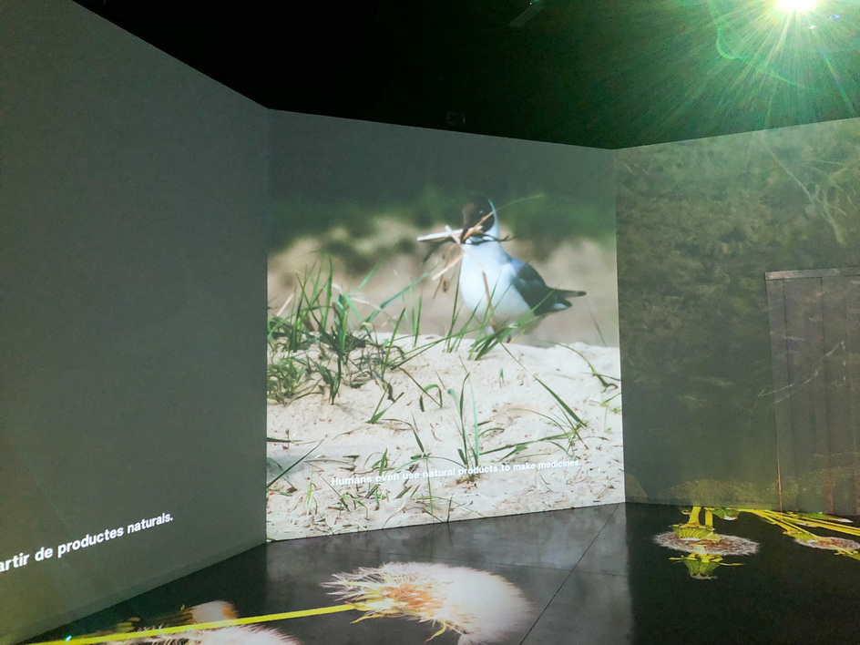 produccion-museografica-zoo-barcelona-cuidals-8